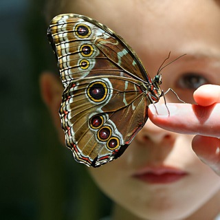 Логотип @burden_butterfly - Бремя бабочки