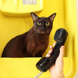 Логотип @burma_chivas - От лица кота 🐾 Бурма Чивас