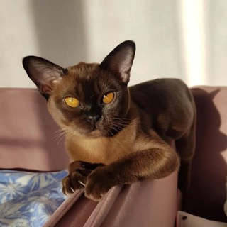 Логотип @burma_serp - Бурманские кошки