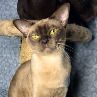 Логотип @burmese_silk_miracle - Burmese_Silk_Miracle_Cattery