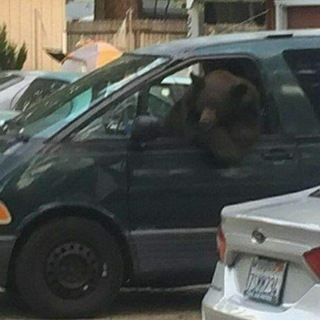 Логотип @burrs - ᶘ •ﻌ•ᶅฅ BEARS🐻🧸🐼🐨🦝