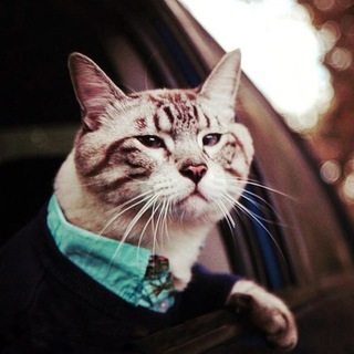 Логотип @businesss_cat - Бизнес Кот