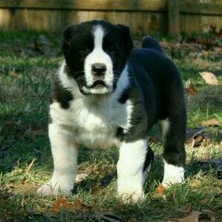 Логотип @buxoro_alabaylari - buxoro Alabay itlari🐶