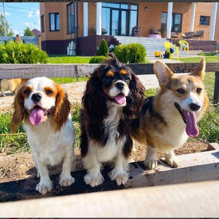 Логотип @buy_minifriend - buy_minifriends ( щенки)