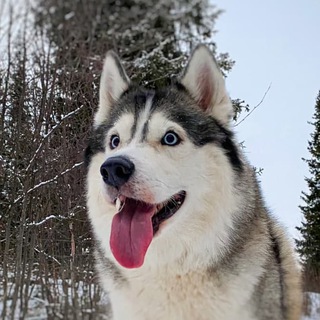 Логотип @byte_husky - Хаски по имени Байт 🐺