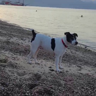 Логотип @bznesz - 🔔ГДЕ ДЕНЬГИ,ЛЮСЬ🐶? 🎥МОЙ ВИДЕОДНЕВНИК💎