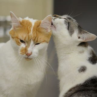 Логотип @cafemurziknn - Котокафе Мурзик