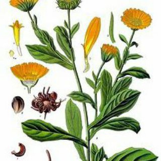 Логотип @calendulaextract - Calendula extract