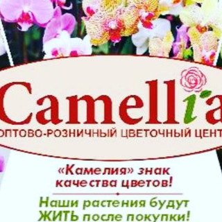 Логотип @camelia_cvety - КАМЕЛИЯ - растения в горшках!