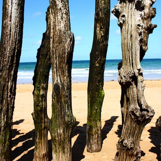 Логотип @canal_dondevamos - Donde Vamos