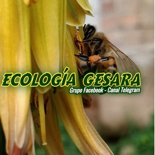 Логотип @canalecologiagesara - ECOLOGÍA GESARA