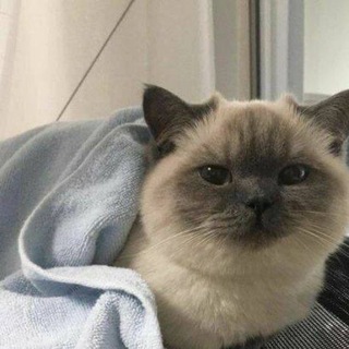 Логотип @candyrainw - сон после звездопада