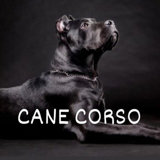 Логотип @cane_corso - Кане Корсо
