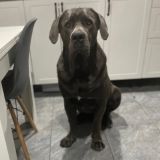 Логотип @canecorso_amurrr - чатик Амура