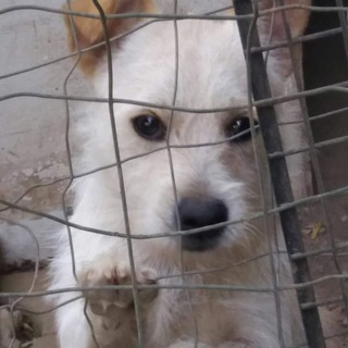 Логотип @caneegattodasalvareadottaunamico - Cane e gatto da salvare, adotta un amico