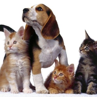 Логотип @canigattienonsolo - C🅰️ɴɪ G🅰️ᴛᴛɪ ᵉ ⁿᵒⁿ ˢᵒˡᵒ