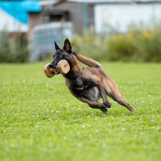 Логотип @caniscivos - CIVOS 🐾🐾 Дрессировка собак