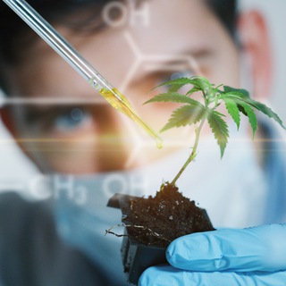 Логотип @cannacor_bbc - Cannacor Official Group
