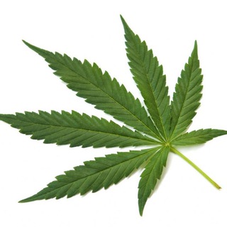 Логотип @cannavoice_ua - cannavoice 🇺🇦