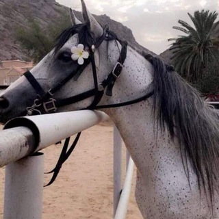 Логотип @cansiz999 - ريحانة قلبي