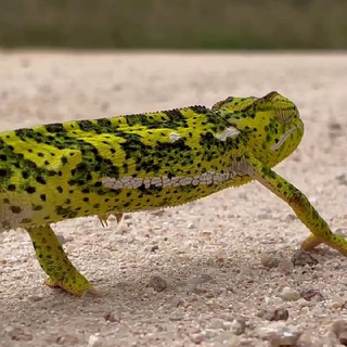 Логотип @capetownin - Кейптауниан, ЮАР 🇿🇦