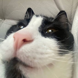 Логотип @capex0 - Кот Михаил