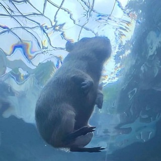 Логотип @capibara_memes - мемы про кабибар