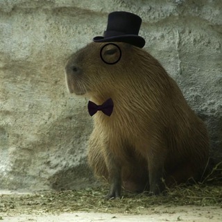 Логотип @capybara_knows - Капибара знает