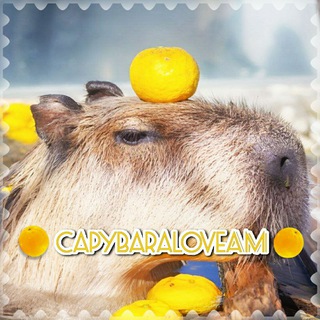 Логотип @capybaraloveam - ❀capybaralove❀ (закрыт)