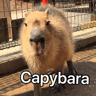 Логотип @capybaras - Capybaras