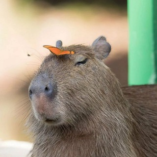 Логотип @capybaras_7 - Capybaras|Промокоды