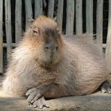 Логотип @capygoodnight - Вечерняя капибара