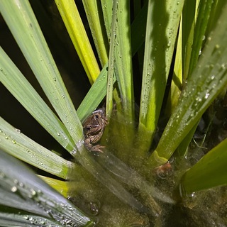 Логотип @carabotan - Carabotanika