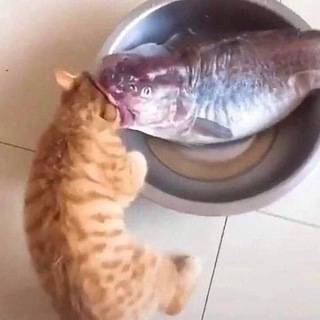 Логотип @carambaaaa - Caramba!