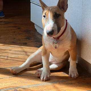 Логотип @caramelbulka - Карамельные истории