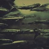 Логотип @carb1d - carb1d