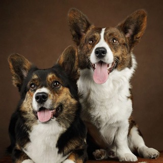 Логотип @carditwo - Тигр в кардигане