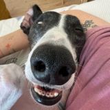 Логотип @carefulhere - Уважительное обсуждение🌼