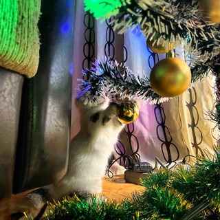 Логотип @cargopet - Shipping cargo cats, dogs, pets. Карго отправки из москвы по всему миру. Карго животные. Доставка Животных по всему миру из Моск