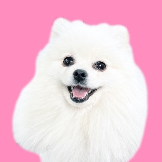 Логотип @cassythebear_chat - Чат с Касси 💕