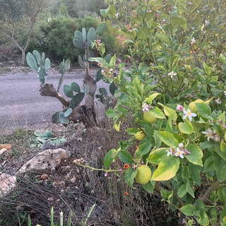 Логотип @castellon_de_la_plana - Кастельон-де-ла-Плана, Castelló de la Plana, Испания, 🇪🇸