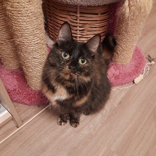 Логотип @cat07007 - Котики 🐱