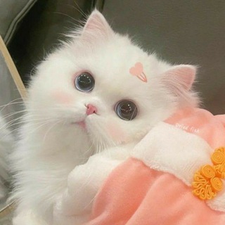 Логотип @cat1cute - ♡: cute ִֶָ канальчик ִֶָ ◞✿ ..