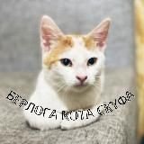 Логотип @cat_and_bully - БЕРЛОГА КОТА СКУФА🦖
