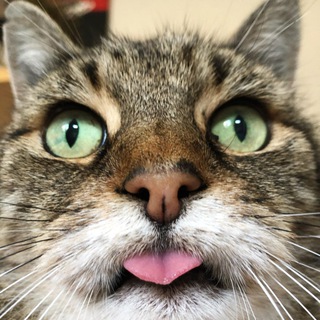 Логотип @cat_antistress - Cat Antistress