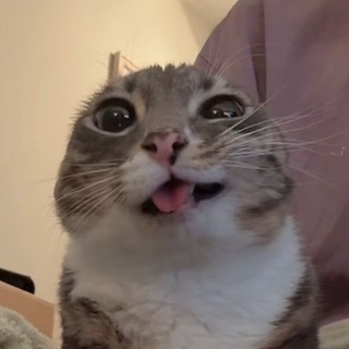 Логотип @cat_brawl - Кэт Бравл | Cat Brawl