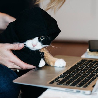 Логотип @cat_chat_russia - Коты рулят 😺