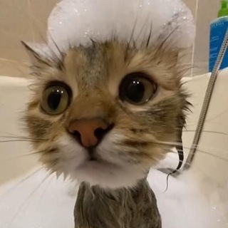 Логотип @cat_eatery_here - Кошачья забегаловка