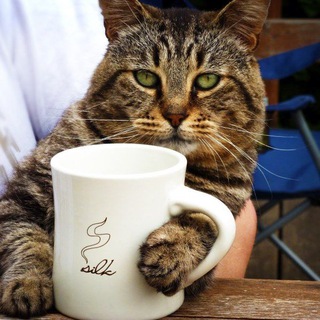 Логотип @cat_every_day - Утренняя порция котиков😹