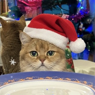 Логотип @cat_in_cup1 - чашка кота 🐈